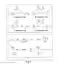 Fig. 06 - MODULATION OF THE IMMUNE RESPONSE