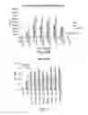 Fig. 30 - MODULATION OF THE IMMUNE RESPONSE