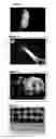 Fig. 03 - Juvenile cartilage composition