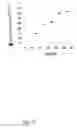 Fig. 18 - LIPOSOMES FOR DRUG DELIVERY AND METHODS FOR PREPARATION THEREOF