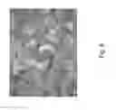 Fig. 08 - Preservation of bioactive materials by spray drying