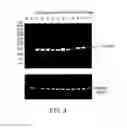 Fig. 04 - Recombinant polypeptide having pancreatic lipase activity and nucleic acid coding sequence thereof, and their production and use