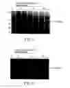 Fig. 06 - Recombinant polypeptide having pancreatic lipase activity and nucleic acid coding sequence thereof, and their production and use