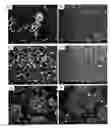 Fig. 01 - NANOFIBERS FROM POLYANILINE DERIVATIVES AND METHODS OF SYNTHESIZING AND USING THE SAME