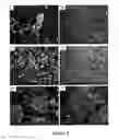 Fig. 06 - NANOFIBERS FROM POLYANILINE DERIVATIVES AND METHODS OF SYNTHESIZING AND USING THE SAME