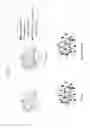 Fig. 03 - Negative active material for rechargeable lithium battery and rechargeable lithium battery   including the same