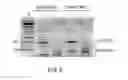Fig. 14 - Antisense transcriptomes of cells