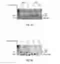 Fig. 18 - Antisense transcriptomes of cells