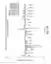 Fig. 29 - Gene Expression Profiling for Predicting the Survivability of Prostate Cancer Subjects