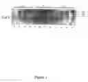 Fig. 04 - Method for Producing Highly Sensitive Endonucleases, Novel Preparations of Endonucleases and Uses Thereof