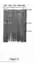 Fig. 07 - Method for Producing Highly Sensitive Endonucleases, Novel Preparations of Endonucleases and Uses Thereof