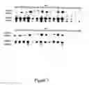 Fig. 08 - Method for Producing Highly Sensitive Endonucleases, Novel Preparations of Endonucleases and Uses Thereof