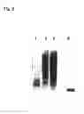 Fig. 07 - Method for detecting and quantifying endogenous wheat DNA sequence