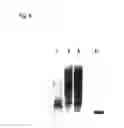 Fig. 07 - Method for detecting and quantifying endogenous wheat DNA sequence