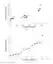 Fig. 03 - Binding of aggregated forms of proteins