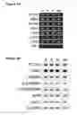 Fig. 04 - METHODS AND COMPOSITIONS FOR REPROGRAMMING CELLS