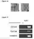 Fig. 11 - METHODS AND COMPOSITIONS FOR REPROGRAMMING CELLS