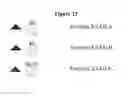 Fig. 25 - Detection of oligosaccharides
