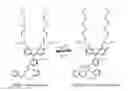 Fig. 01 - Zinc sensors for cellular imaging