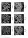 Fig. 05 - Zinc sensors for cellular imaging