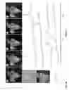 Fig. 09 - Zinc sensors for cellular imaging