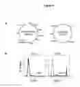 Fig. 05 - Endothelial cell production by programming