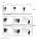 Fig. 08 - Endothelial cell production by programming