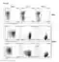Fig. 09 - Endothelial cell production by programming