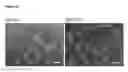 Fig. 17 - Endothelial cell production by programming