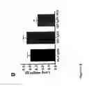 Fig. 23 - Alpha5-beta1 antibodies and their uses