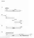 Fig. 04 - PROTEIN PARTICLES