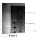 Fig. 03 - Secretion expression of antibiotic peptide CAD in and expression system of recombination 