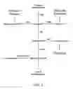 Fig. 04 - Process and materials for production of glucosamine and N-acetylglucosamine