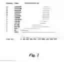 Fig. 02 - DNA polymerase lambda and uses thereof