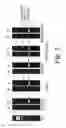 Fig. 04 - DNA polymerase lambda and uses thereof