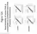 Fig. 13 - Synthesis of tagged nucleic acids