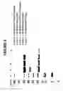 Fig. 10 - Compositions, methods and kits for preparing plasminogen and plasmin prepared therefrom