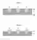 Fig. 22 - Method for manufacturing semiconductor device