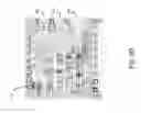 Fig. 15 - Interactive asynchronous game offline play architecture