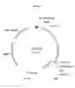 Fig. 04 - Triple tag sequences and methods of use thereof