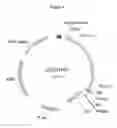 Fig. 06 - Triple tag sequences and methods of use thereof