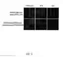 Fig. 07 - METHOD FOR STIMULATING WOUND HEALING