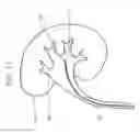Fig. 02 - Immobilizing objects in the body
