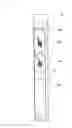 Fig. 08 - PHARMACEUTICAL COMPOSITION CONTAINER