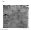Fig. 02 - Wire rod, steel wire, and manufacturing method thereof