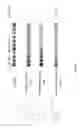 Fig. 08 - Terminally-functionalized conjugates and uses thereof
