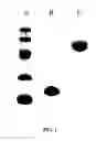 Fig. 02 - Polyalkylene polymer compounds and uses thereof