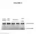 Fig. 06 - Methods for targeted cleavage and recombination of CCR5
