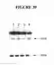 Fig. 40 - Methods for targeted cleavage and recombination of CCR5