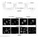 Fig. 08 - Method for producing platelets from megakaryocytes
